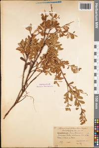 Arctostaphylos uva-ursi (L.) Spreng., Eastern Europe, Northern region (E1) (Russia)