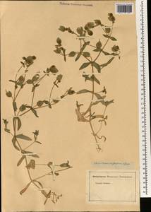 Cerastium inflatum Gren., South Asia, South Asia (Asia outside ex-Soviet states and Mongolia) (ASIA) (Not classified)