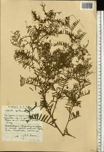 Cuscuta epithymum (L.) L., Eastern Europe, Central forest-and-steppe region (E6) (Russia)
