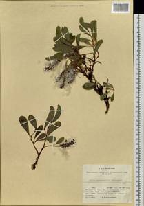 Salix sphenophylla A. Skvorts., Siberia, Chukotka & Kamchatka (S7) (Russia)
