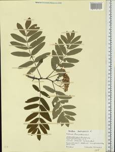 Sorbus aucuparia L., Eastern Europe, Moscow region (E4a) (Russia)