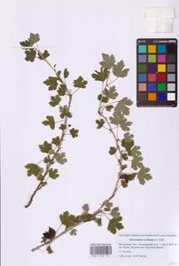Ribes uva-crispa L., Eastern Europe, Moscow region (E4a) (Russia)