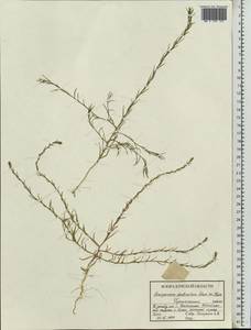 Corispermum declinatum Steph. ex Stev., Eastern Europe, Central forest-and-steppe region (E6) (Russia)