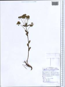 Euphorbia sareptana Becker, Caucasus, Black Sea Shore (from Novorossiysk to Adler) (K3) (Russia)