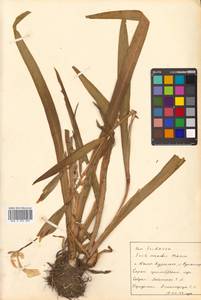 Iris pseudacorus L., Siberia, Russian Far East (S6) (Russia)