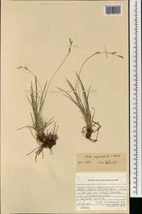 Carex pediformis var. pediformis, Mongolia (MONG) (Mongolia)