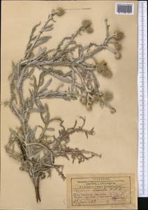 Cousinia dissecta Kar. & Kir., Middle Asia, Muyunkumy, Balkhash & Betpak-Dala (M9) (Kazakhstan)