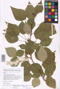 Populus tremuloides Michx., Eastern Europe, Central region (E4) (Russia)