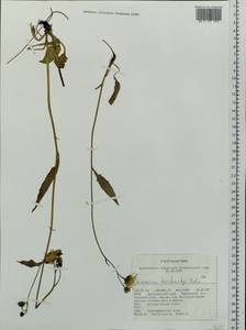 Hieracium korshinskyi Zahn, Siberia, Altai & Sayany Mountains (S2) (Russia)