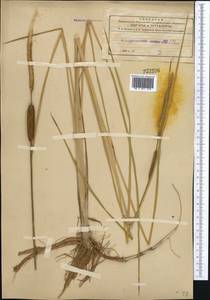 Typha laxmannii Lepech., Middle Asia, Northern & Central Tian Shan (M4) (Kyrgyzstan)