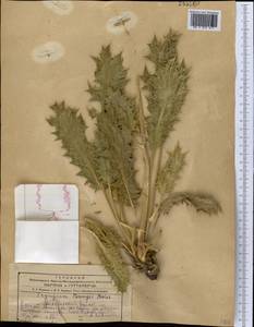 Eryngium bungei Boiss., Middle Asia, Kopet Dag, Badkhyz, Small & Great Balkhan (M1) (Turkmenistan)