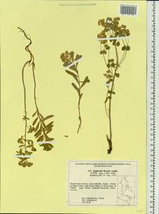 Euphorbia esula subsp. esula, Siberia, Russian Far East (S6) (Russia)