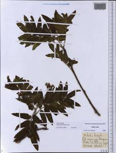 Sorbus tianschanica Rupr., Middle Asia, Pamir & Pamiro-Alai (M2) (Tajikistan)