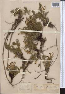 Astragalus xipholobus Popov, Middle Asia, Western Tian Shan & Karatau (M3)