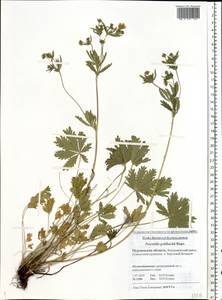 Potentilla thuringiaca Bernh. ex Link, Eastern Europe, Northern region (E1) (Russia)