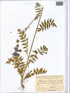 Polemonium caucasicum N. Busch, Middle Asia, Northern & Central Tian Shan (M4) (Kyrgyzstan)