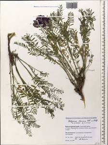 Hedysarum tauricum Willd., Caucasus, Krasnodar Krai & Adygea (K1a) (Russia)
