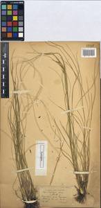 Stipa zalesskii Wilensky, Eastern Europe, Central forest-and-steppe region (E6) (Russia)