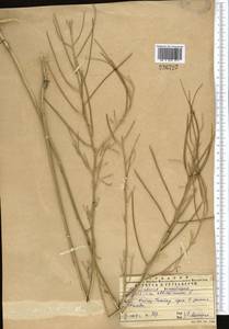 Sisymbrium altissimum L., Middle Asia, Western Tian Shan & Karatau (M3) (Kazakhstan)