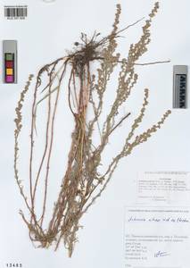 Artemisia nitrosa Weber ex Stechm., Siberia, Altai & Sayany Mountains (S2) (Russia)