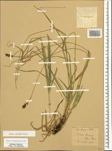 Carex spicata subsp. spicata, Caucasus, Armenia (K5) (Armenia)