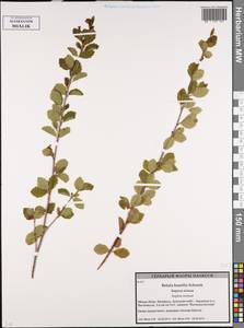 Betula humilis Schrank, Eastern Europe, Belarus (E3a) (Belarus)