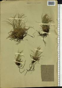 Carex humilis Leyss., Siberia, Altai & Sayany Mountains (S2) (Russia)
