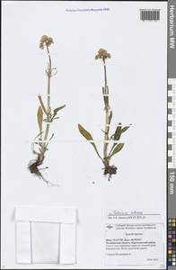Valeriana tuberosa L., Eastern Europe, Eastern region (E10) (Russia)