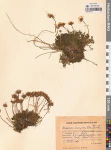 Erigeron compositus Pursh, Siberia, Chukotka & Kamchatka (S7) (Russia)