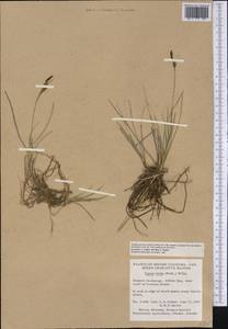 Carex livida (Wahlenb.) Willd., America (AMER) (Canada)