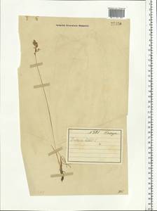 Festuca rubra L., Eastern Europe, Northern region (E1) (Russia)