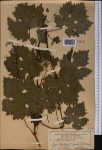 Vitis vinifera L., Middle Asia, Western Tian Shan & Karatau (M3) (Kazakhstan)