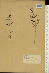Melampyrum sylvaticum L., Eastern Europe, North-Western region (E2) (Russia)