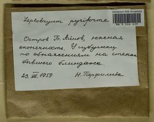 Leptobryum pyriforme (Hedw.) Wilson, Bryophytes, Bryophytes - Karelia, Leningrad & Murmansk Oblasts (B4) (Russia)