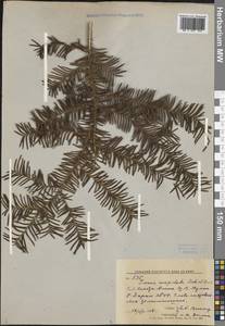 Taxus cuspidata Siebold & Zucc., Siberia, Russian Far East (S6) (Russia)