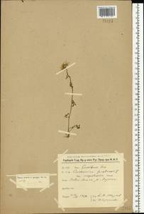 Cardamine pratensis L., Eastern Europe, Northern region (E1) (Russia)