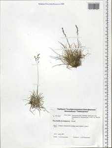 Puccinellia byrrangensis Tzvelev, Siberia, Central Siberia (S3) (Russia)