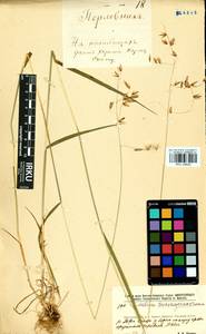 Melica turczaninowiana Ohwi, Siberia, Baikal & Transbaikal region (S4) (Russia)