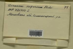 Dicranum scoparium Hedw., Bryophytes, Bryophytes - Moscow City & Moscow Oblast (B6a) (Russia)