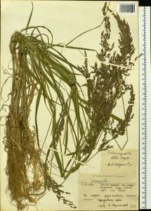 Calamagrostis purpurea (Trin.) Trin., Siberia, Western Siberia (S1) (Russia)