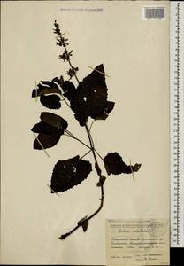 Salvia verticillata L., Caucasus, Abkhazia (K4a) (Abkhazia)