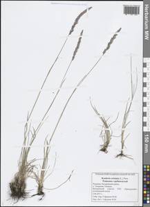 Koeleria pyramidata (Lam.) P.Beauv., Eastern Europe, Middle Volga region (E8) (Russia)