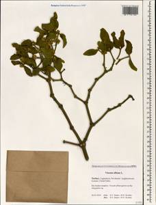 Viscum album L., South Asia, South Asia (Asia outside ex-Soviet states and Mongolia) (ASIA) (Turkey)