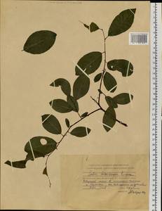 Salix taraikensis Kimura, Siberia, Central Siberia (S3) (Russia)