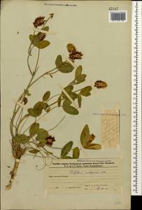 Trifolium ambiguum M.Bieb., Caucasus, Azerbaijan (K6) (Azerbaijan)