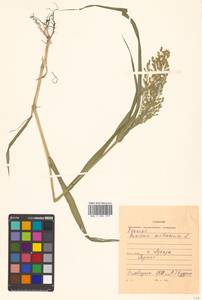 Panicum miliaceum L., Siberia, Russian Far East (S6) (Russia)