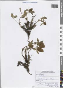 Trifolium, Caucasus, North Ossetia, Ingushetia & Chechnya (K1c) (Russia)