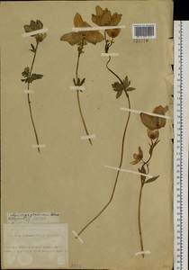 Aquilegia glandulosa Fisch., Siberia, Altai & Sayany Mountains (S2) (Russia)