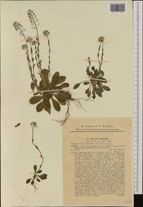 Noccaea caerulescens subsp. brachypetala (Jord.) Tzvelev, Western Europe (EUR) (Czech Republic)