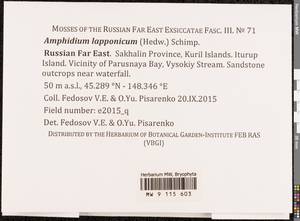 Amphidium lapponicum (Hedw.) Schimp., Bryophytes, Bryophytes - Russian Far East (excl. Chukotka & Kamchatka) (B20) (Russia)